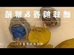 房間 蟋蟀